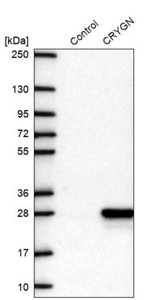 Anti-CRYGN antibody produced in rabbit