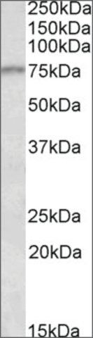 Anti-CRTC2 antibody produced in goat