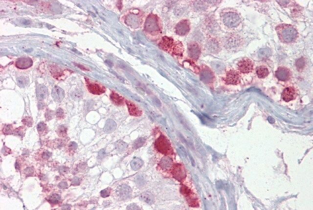 Anti-CRY1 (N-terminal) antibody produced in rabbit