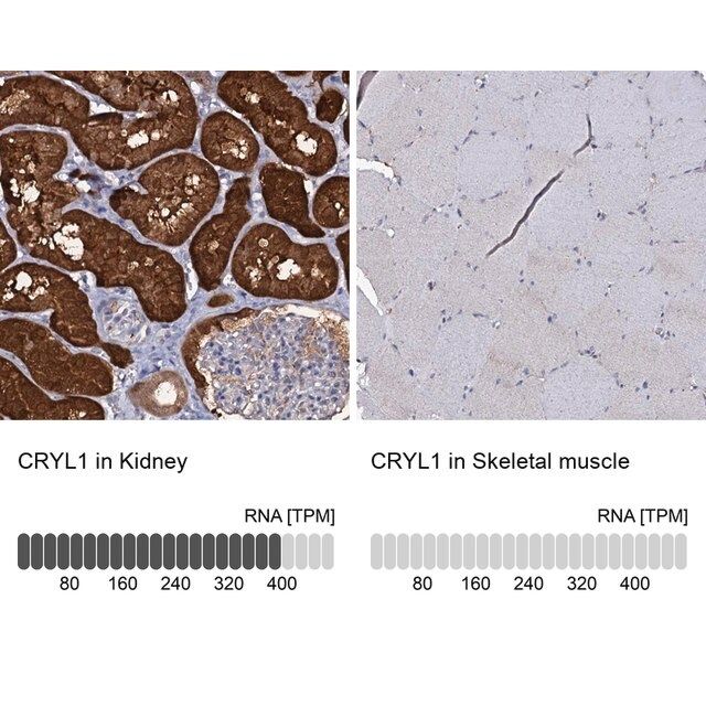 Anti-CRYL1 antibody produced in rabbit