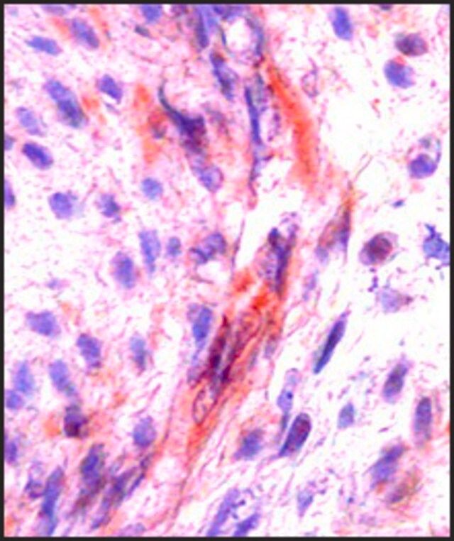 Anti-CSF1 antibody produced in rabbit