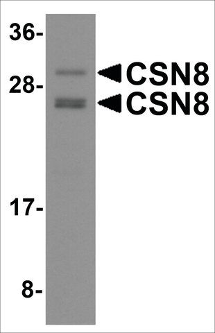 Anti-CSN8 antibody produced in rabbit