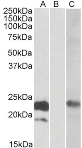 Anti-CST8 antibody produced in goat