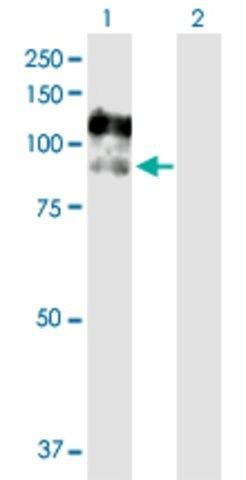 Anti-CSF3R antibody produced in rabbit