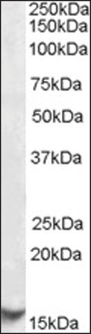 Anti-CST3 antibody produced in goat