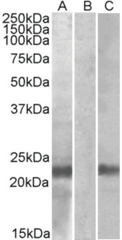 Anti-CST8 antibody produced in goat