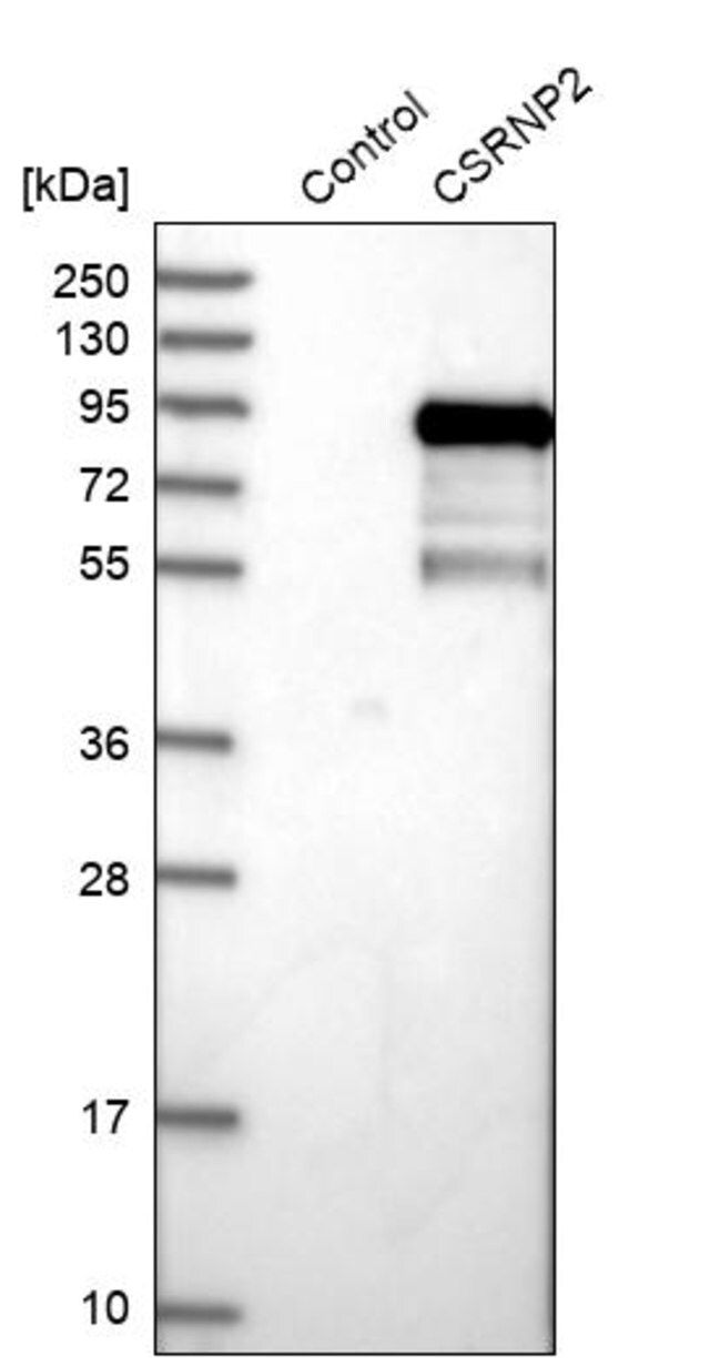 Anti-CSRNP2 antibody produced in rabbit