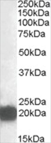 Anti-CSRP3 antibody produced in goat