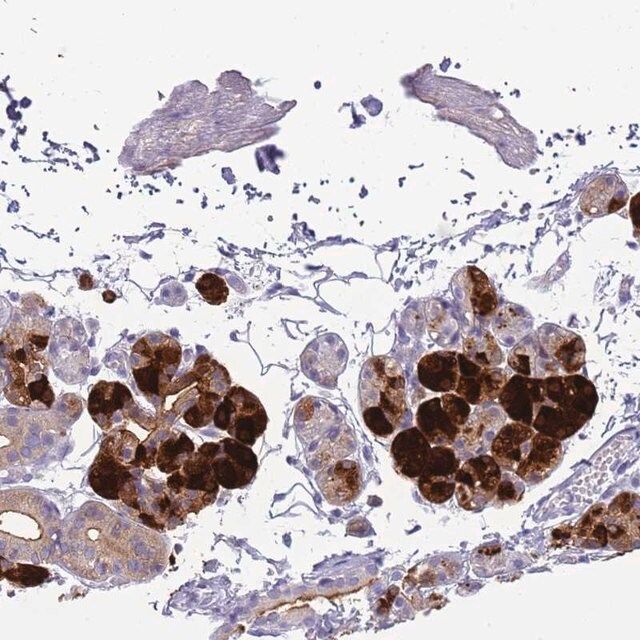 Anti-CST4 antibody produced in rabbit