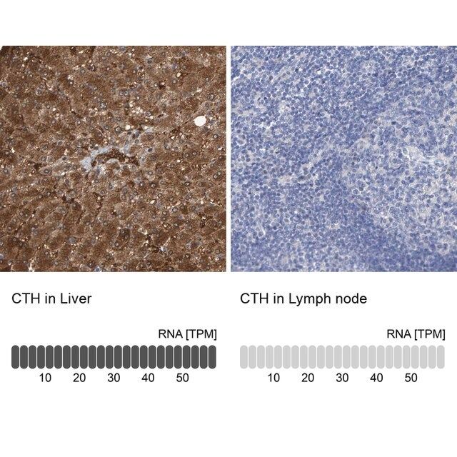 Anti-CTH antibody produced in rabbit