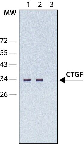 Anti-CTGF antibody, Mouse monoclonal