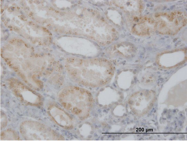 Anti-CTSH antibody produced in mouse