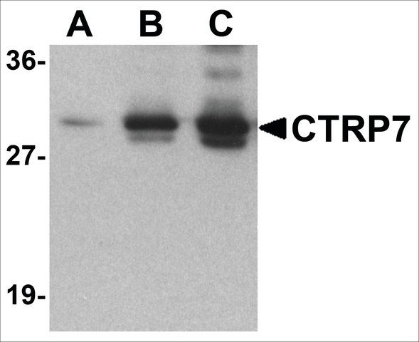 Anti-CTRP5 (ab2) antibody produced in rabbit