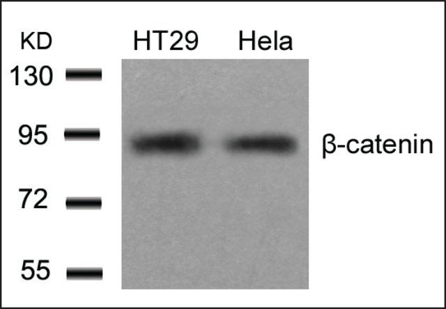 Anti-CTNNB1 (Ab-654) antibody produced in rabbit