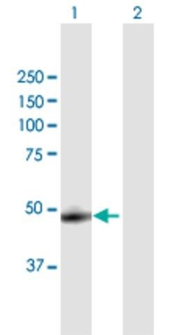 Anti-CTSA antibody produced in mouse