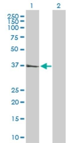 Anti-CTSS antibody produced in rabbit