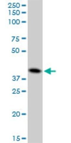 Anti-CTSD antibody produced in mouse