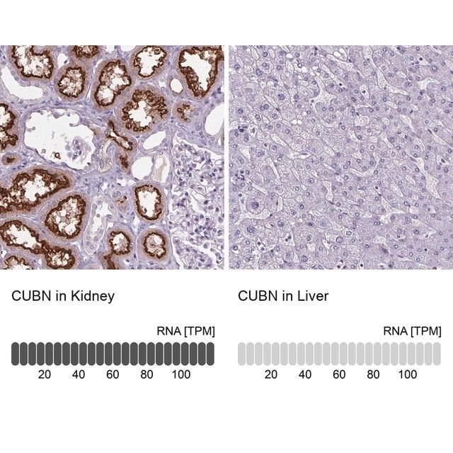 Anti-CUBN antibody produced in rabbit