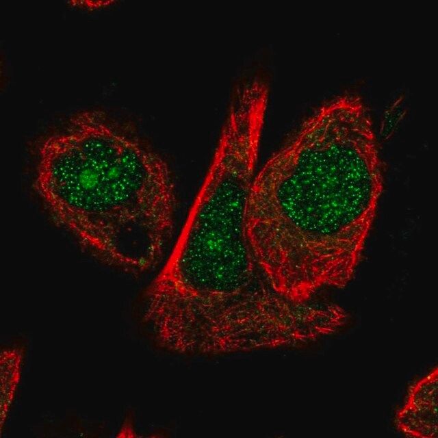 Anti-CUL1 antibody produced in rabbit