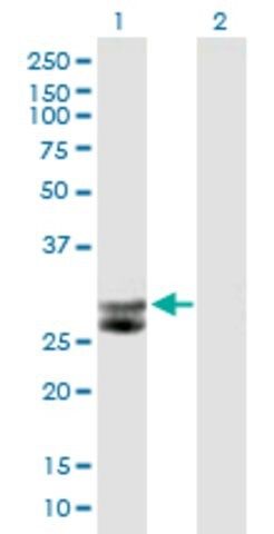 Anti-CTSG antibody produced in mouse