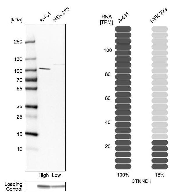 Anti-CTNND1 antibody produced in rabbit