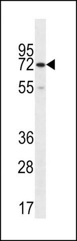 ANTI-CTPS2 (C-TERM) antibody produced in rabbit