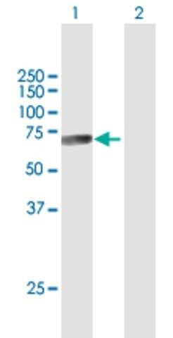 Anti-CTSF antibody produced in mouse