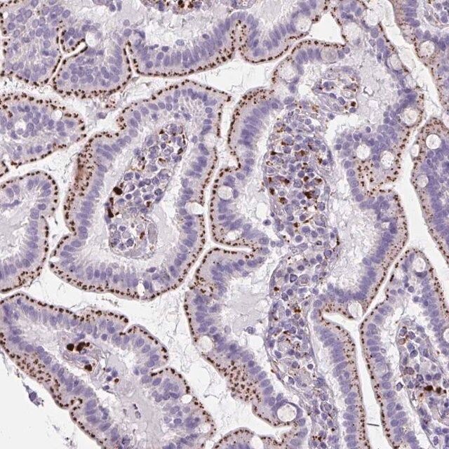 Anti-CTSZ antibody produced in rabbit