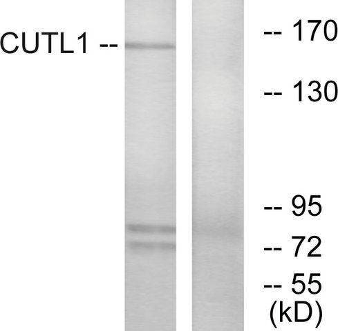 Anti-CUTL1 antibody produced in rabbit