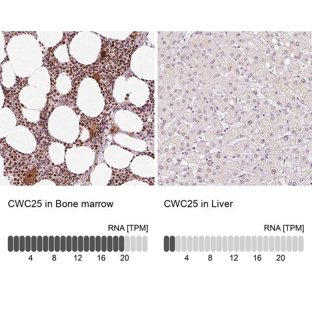 Anti-CWC25 antibody produced in rabbit