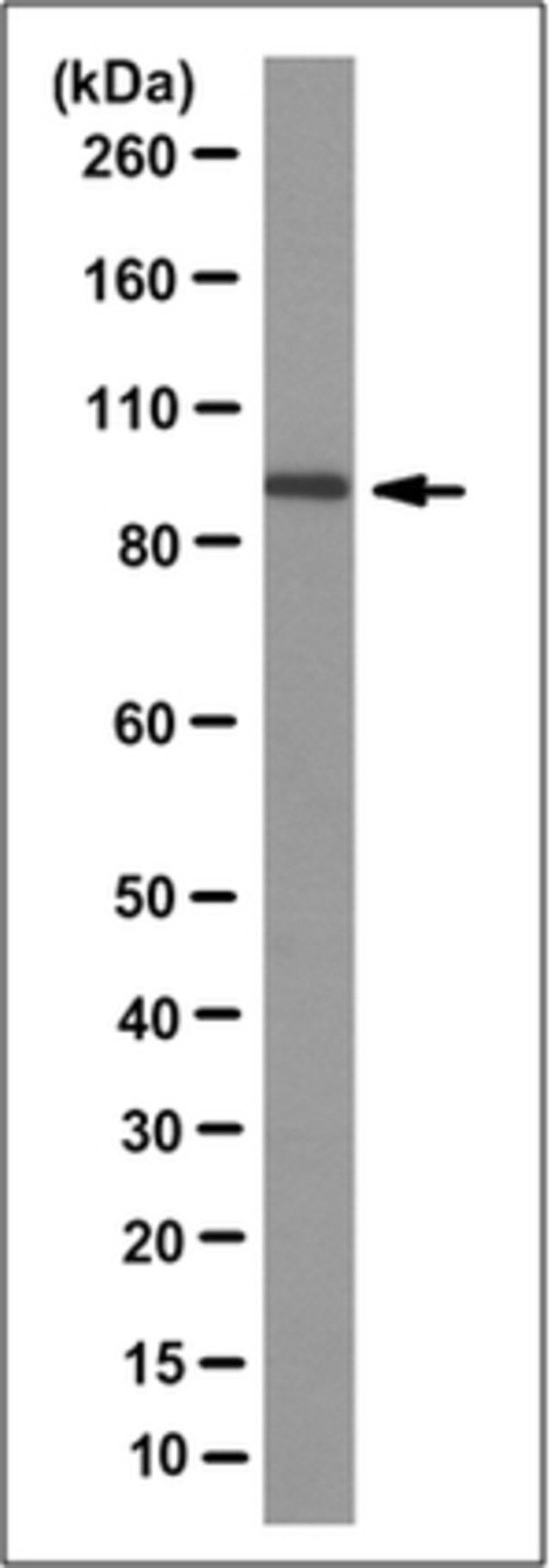 Anti-Cullin-4A/CUL4A Antibody, clone 2A2.1