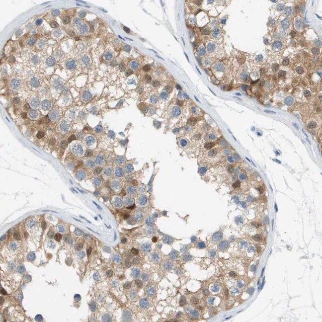 Anti-CUL9 antibody produced in rabbit