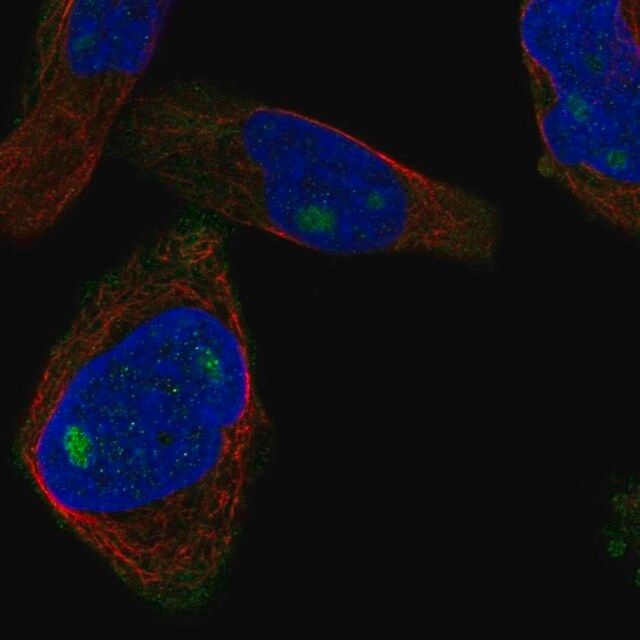 Anti-CUZD1 antibody produced in rabbit