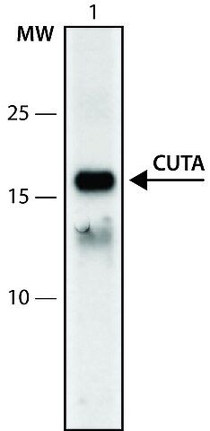 Anti-CUTA (104-118) antibody produced in rabbit