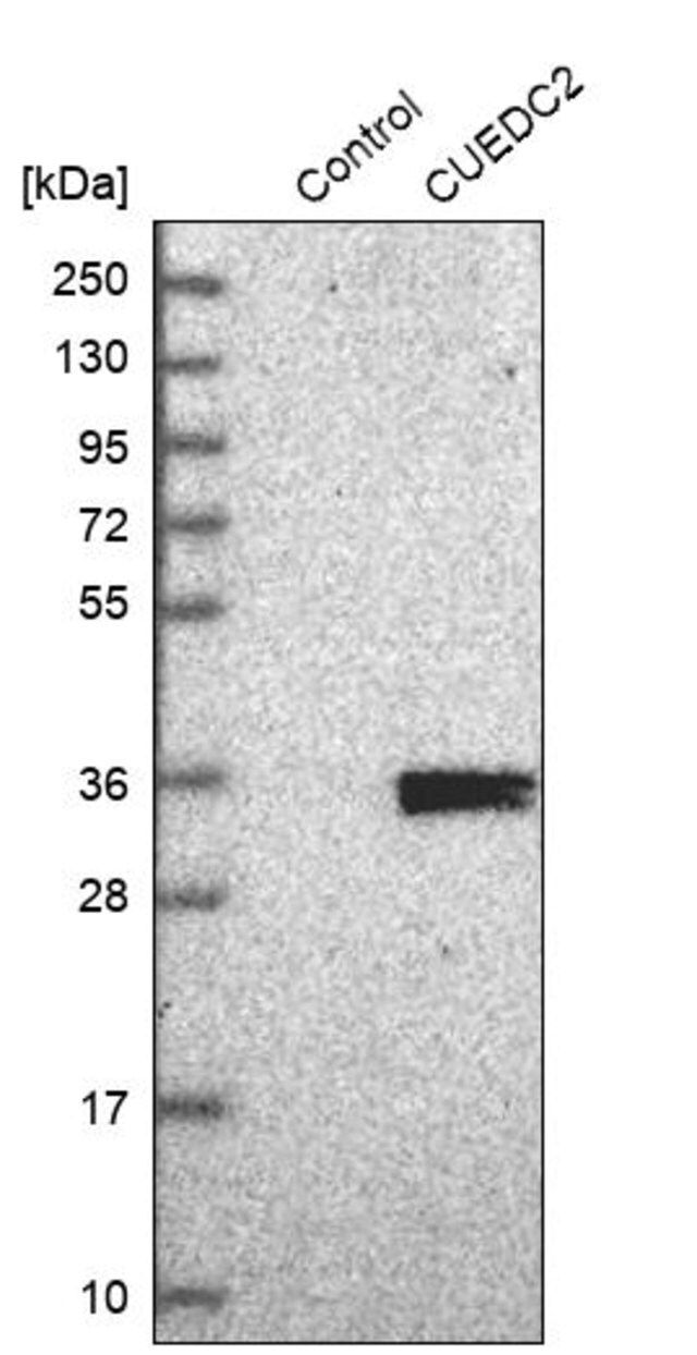 Anti-CUEDC2 antibody produced in rabbit