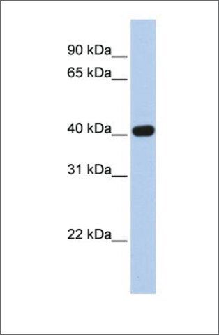 Anti-CXADR antibody produced in rabbit