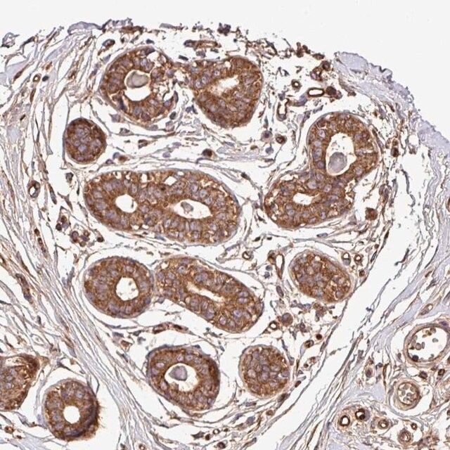 Anti-CWH43 antibody produced in rabbit