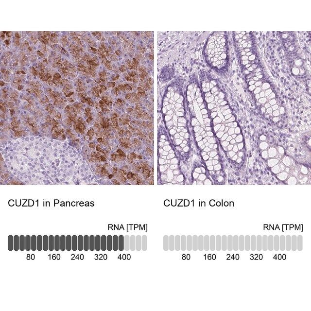 Anti-CUZD1 antibody produced in rabbit