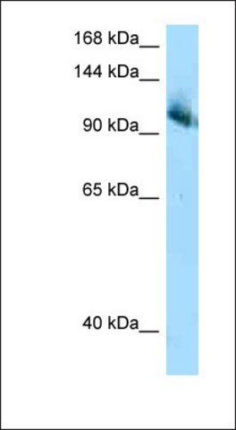 Anti-CUL4B antibody produced in rabbit