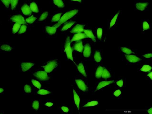 Anti-CUL1 antibody produced in rabbit