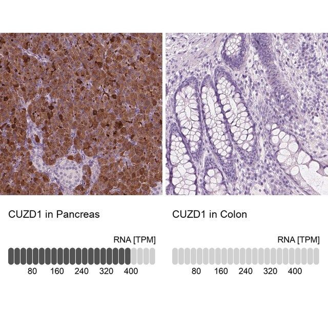 Anti-CUZD1 antibody produced in rabbit