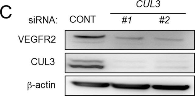 Anti-Cullin 3 antibody ,Mouse monoclonal