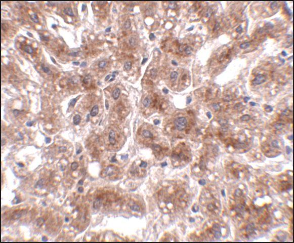 Anti-CUEDC1 antibody produced in rabbit