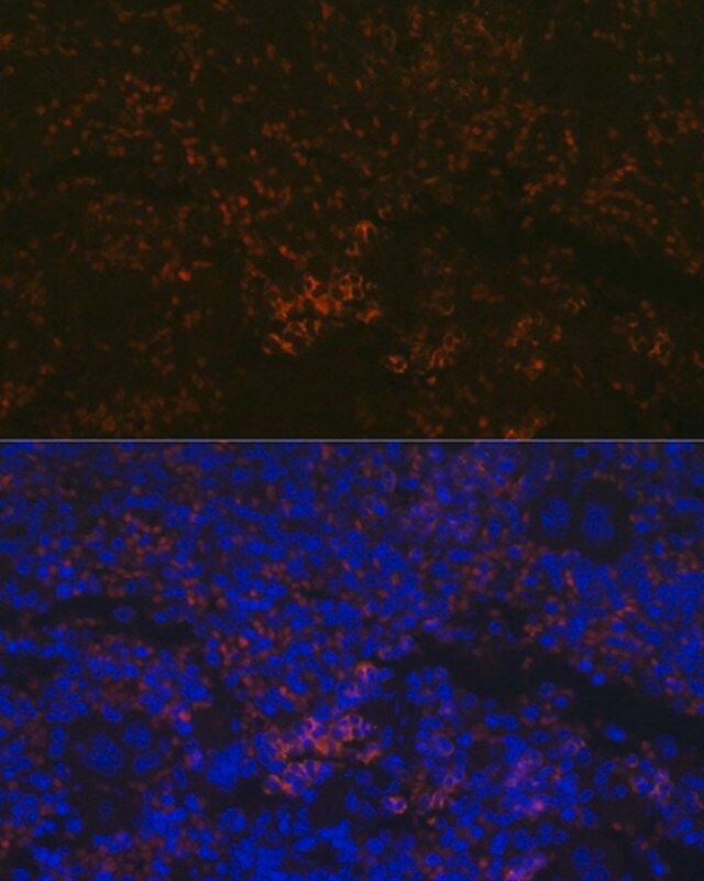 Anti-CXCR3 antibody produced in rabbit