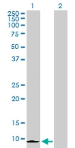 Anti-CXCL6 antibody produced in rabbit