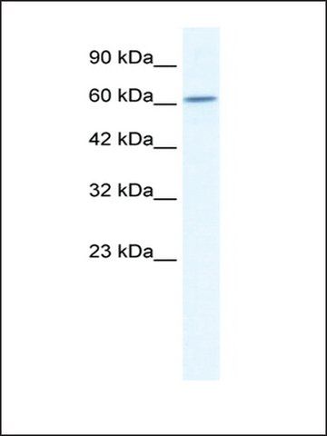 Anti-CUL5 antibody produced in rabbit