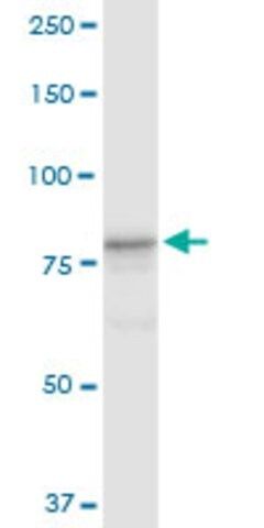 Anti-CUL4A antibody produced in rabbit