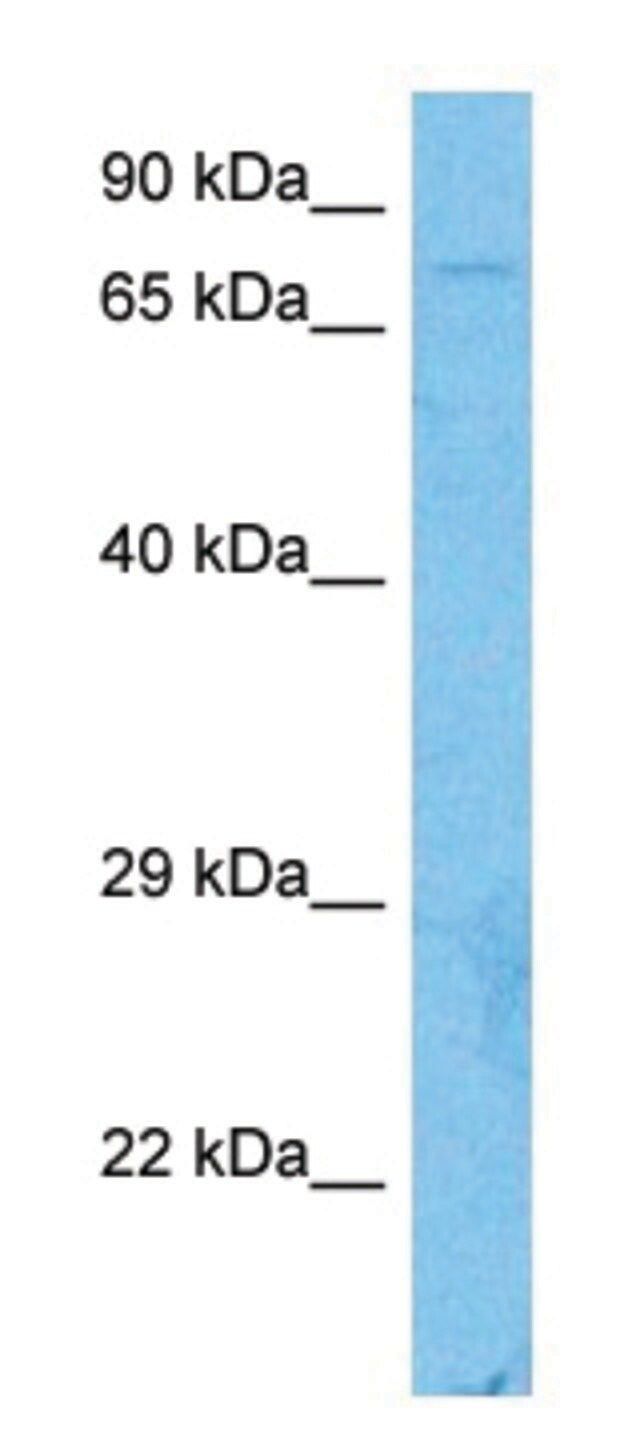 Anti-CUL3 (C-terminal) antibody produced in rabbit