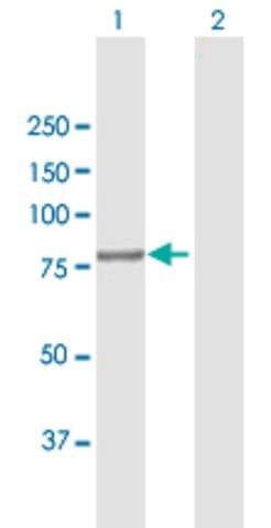 Anti-CUL4A antibody produced in mouse