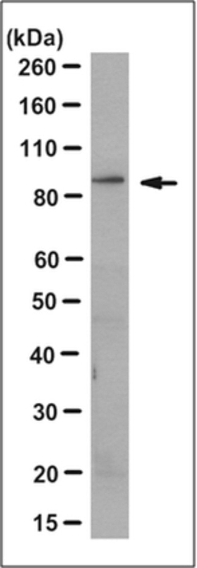 Anti-Cullin-3 Antibody, clone 3A8.1